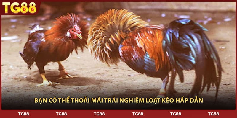 Bạn có thể thoải mái trải nghiệm loạt kèo hấp dẫn 