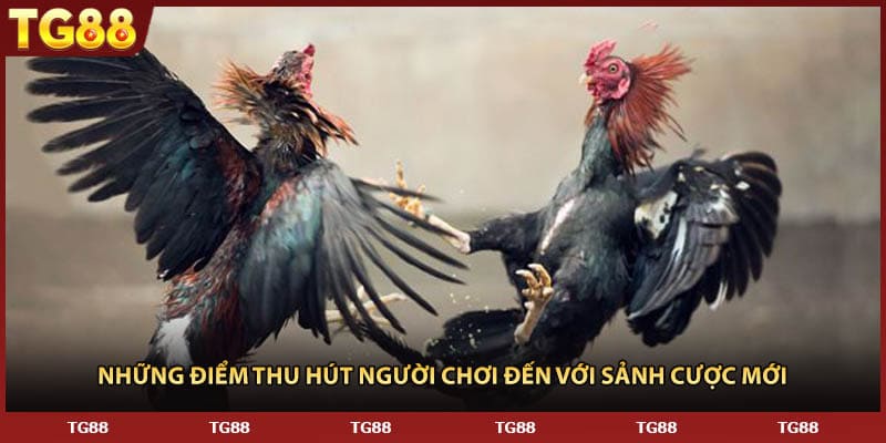 Những điểm thu hút người chơi đến với sảnh cược mới