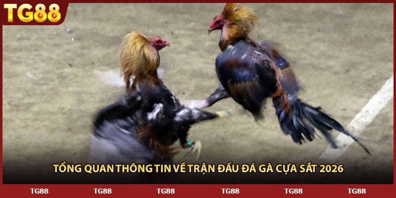 Tổng quan thông tin về trận đấu đá gà cựa sắt 2026